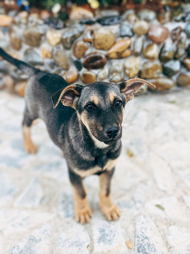 Photo by Markus Winkler, Pexels.com